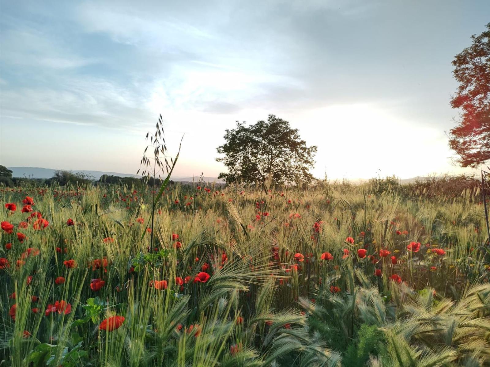 La Dependance Farm stay Sorano (Grosseto)